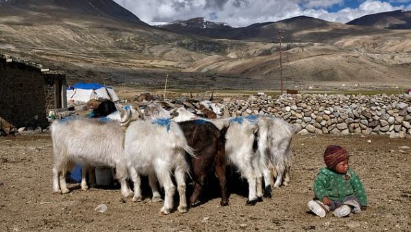 The erratic winter weather has also lowered the quality of the goat's wool and made it harder for the estimated 300,000 people who depend on the cashmere trade to support themselves. (AFP/ File)
