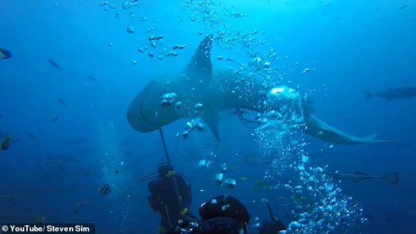 Diving instructors desperately jabbed the shark with metal poles to get it to swim away. (YouTube)