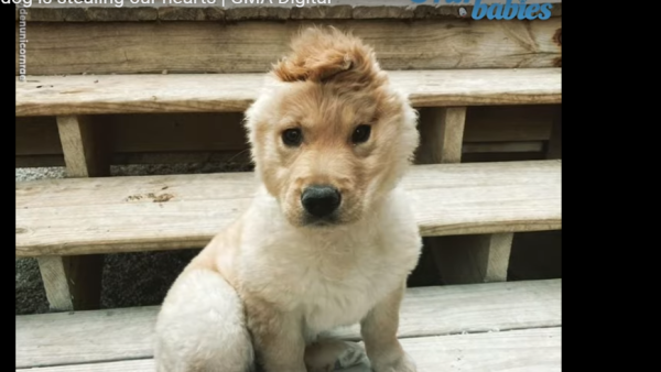 Rae - "ear" spelled backward - was brought to Family Friends Veterinary Hospital in Grand Rapids as a newborn because she required emergency surgery. (YouTube/ Screenshoy)