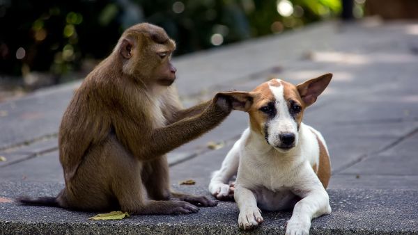 (Shutterstock/ File Photo)