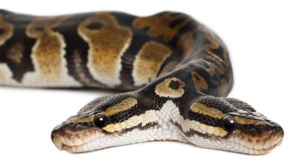 (Shutterstock)