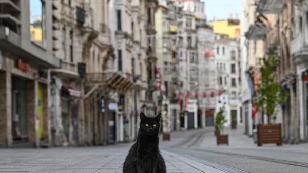 A stray cat stays on empty Istiklal street, the main shopping center of Istanbul, on April 19, 2020, as Turkish government announced a two-day curfew to prevent the spread of the epidemic COVID-19 caused by the novel coronavirus. Ozan KOSE / AFP