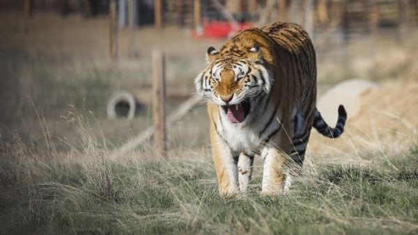 One of the 39 tigers rescued in 2017 from Joe Exotic's G.W. Exotic Animal Park walks around its enclosure at the Wild Animal Sanctuary on April 5, 2020 in Keenesburg, Colorado. AFP