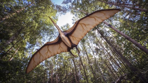 Pterosaur  (pixabay)