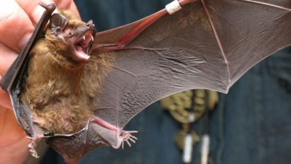 آكل النمل الحرشفي، هو أحد الحيوانات المتورطة باعتبارها المضيف الوسيط بين الخفافيش والبشر