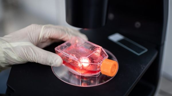 In this file picture taken on April 29, 2020, an engineer looks through a microscope at monkey kidney cells as he checks tests on an experimental vaccine for the COVID-19 coronavirus inside the Cells Culture Room laboratory at the Sinovac Biotech facilities in Beijing. The global death toll from the coronavirus pandemic topped a quarter of a million on May 5, 2020, with the US government predicting a further surge in fatalities as an international vaccine drive garnered 8 billion USD in pledges. NICOLAS ASF