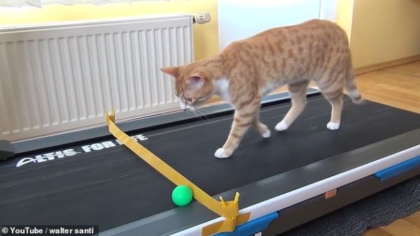 Indy the cat from Turkey learns how to use his owner's treadmill by chasing a ping pong ball in a hilarious video. (YouTube Screenshot)