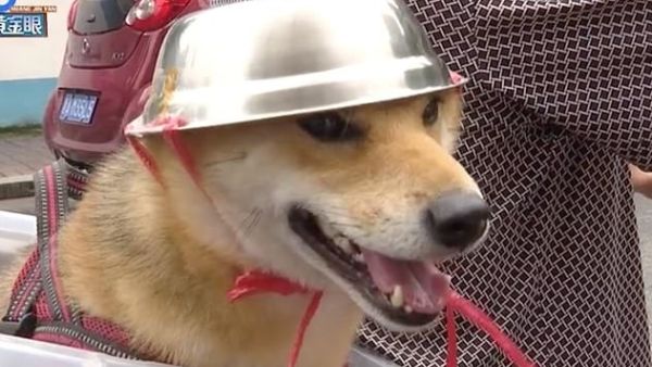 Viral footage released by local media shows the pooch fastened with ropes while sitting in a plastic basket on the moving moped in the Chinese eastern city Hangzhou, Zhejiang province (Weibo/DailyMail)