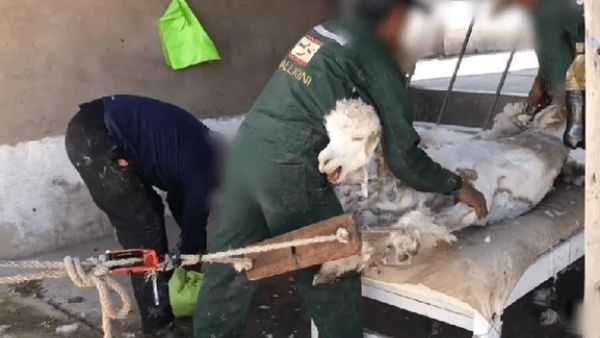 Crying out and vomiting in terror — this is the violence behind alpaca sweaters and scarves (Twitter)