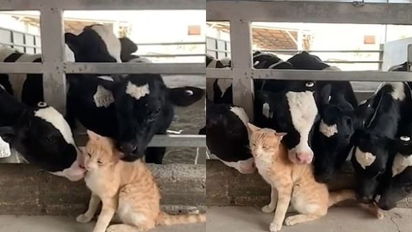 The cows continue to poke their heads through the bars of their pen to reach the cat, who is the centre of attention. (YouTube Video Screenshot)