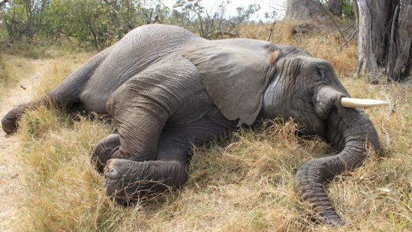 The first death was reported Friday in the Teknaf area of Cox’s Bazar. (Shutterstock/ File Photo)