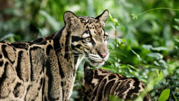 Clouded Leopard. (Shutterstock/ File Photo)