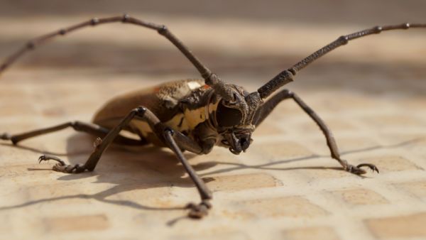 Locust (Shutterstock)	