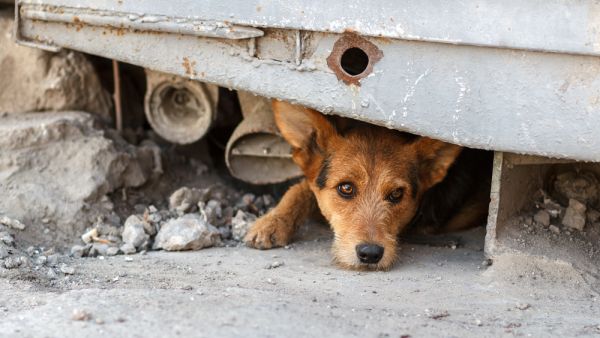 Stray dog. (Shutterstock/ File Photo)