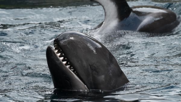 The false killer whale now joins a list of several other marine animals recently spotted in the Red Sea. (Shutterstock/ File Photo)