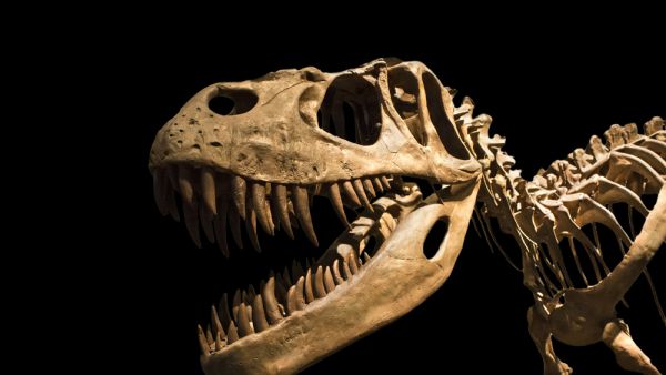 (Shutterstock/ File Photo)