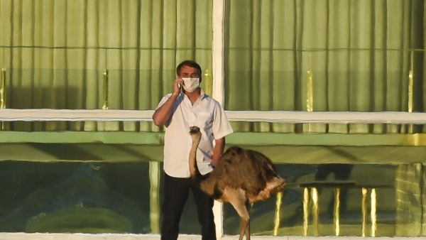 Brazilian President Jair Bolsonaro speaks on a mobile phone next to an emu outside the Alvorada Palace in Brasilia, Brazil, on July 13, 2020, in the midst of the new COVID-19 coronavirus pandemic. Bolsonaro tested positive for the coronavirus on July 7, after months minimizing the dangers of the disease. Sergio LIMA / AFP