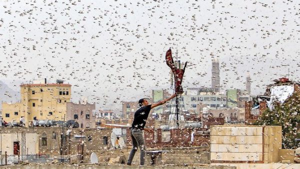 A Yemeni tries to catch locusts on the rooftop of his house as they swarm several parts of the country bringing in devastations and destruction of major seasonal crops. (AFP)