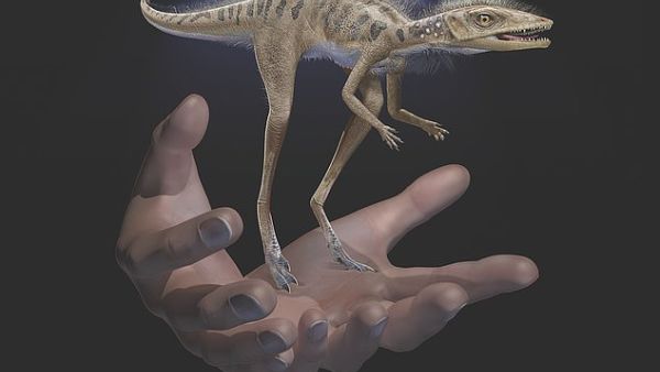 Life restoration of Kongonaphon kely , a newly described reptile near the ancestry of dinosaurs and pterosaurs, shown to scale with human hands. (American Museum of Natural History)