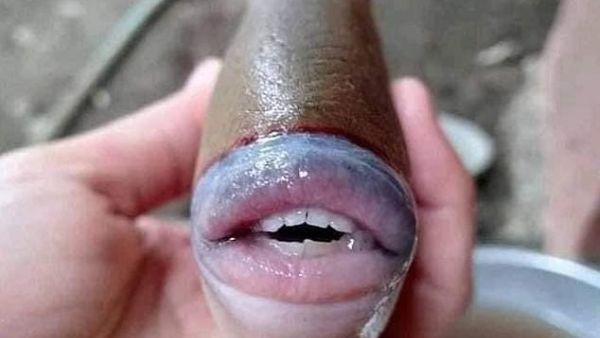 Experts at the WWF say the 'creepy' catch could be a  Blackpatch triggerfish. (@raff_nasir/ Twitter)