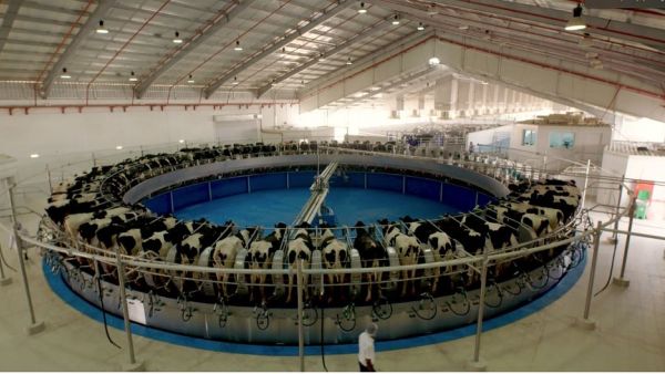 New National Geographic Abu Dhabi Film ‘Marmum’ Takes Viewers on the Journey of Creating a State-of-the-Art Dairy Factory in the Heart of the UAE