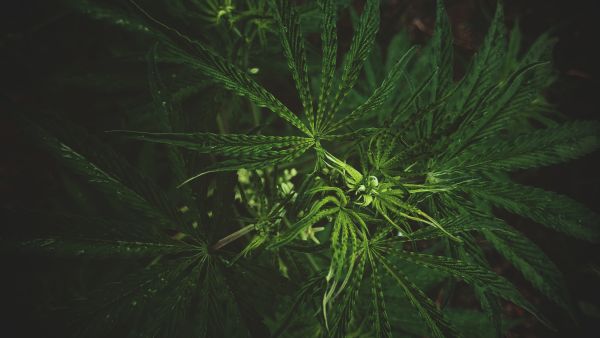 Cannabis (Shutterstock)  