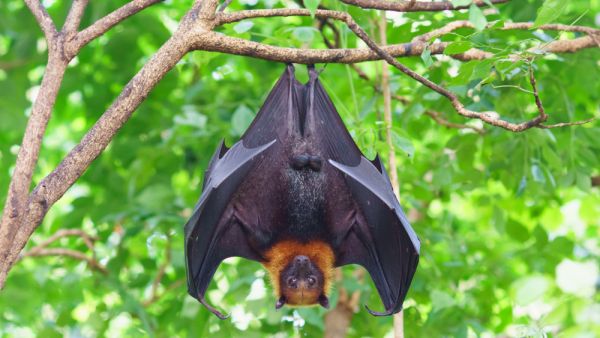 Fruit bat hanging on tree in forest. Lyle's flying fox (Shutterstock)	 