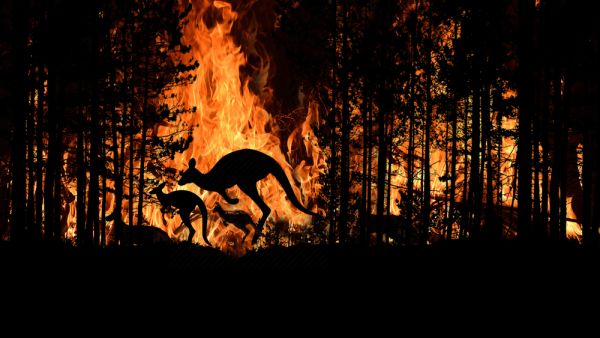 Bushfire IN Australia Forest Many Kangaroos And Other Animals Running Escaping To Save Their Lives. (Shutterstock/ File Photo)