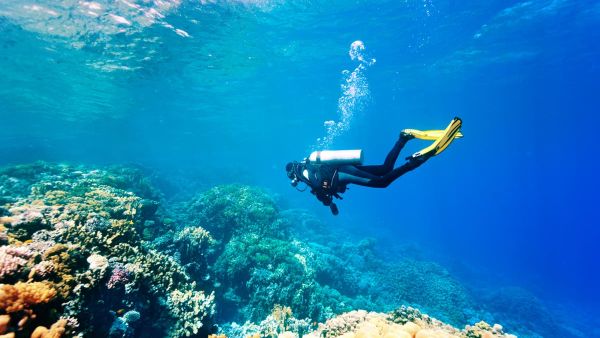 Egypt aims to sink old equipment to create 2 artificial reefs in the Red Sea. (Shutterstock/ File Photo)
