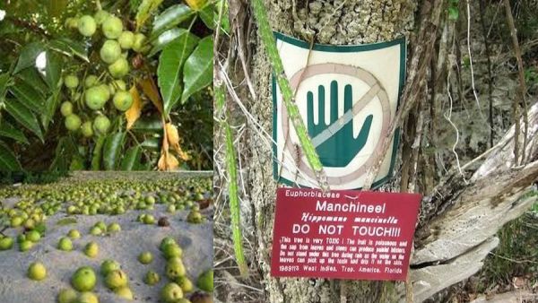 شجرة المنشينيل