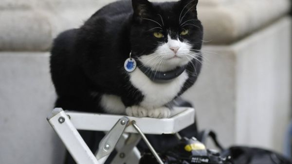 Palmerston the Foreign Office cat (Twitter)
