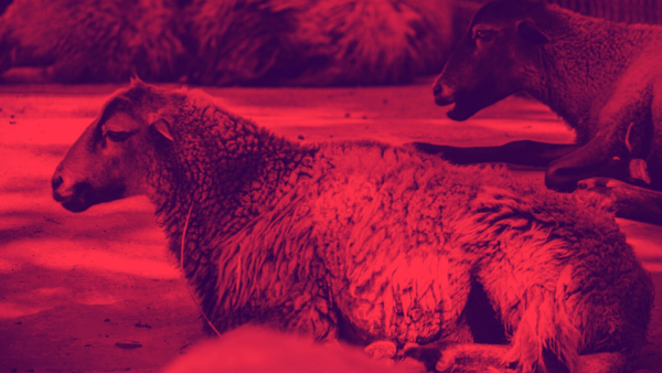 'What About Thanksgiving Turkeys?' Western Press Faces Backlash Amid Referring to Eid Sacrifices as 'Bloody Celebrations'