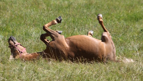 Agriculture Minister Julien Denormandie described the incidents as "acts of barbarism" in a tweet. (Shutterstock/ File Photo)