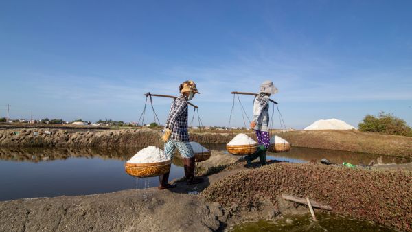 salt farmers working keep sea in a basket on a salt farm. (Shutterstock/ File Photo)