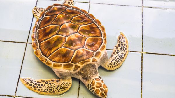 (Shutterstock/ File Photo)