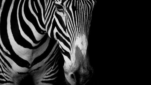 Grevy’s zebras   (Shutterstock)	