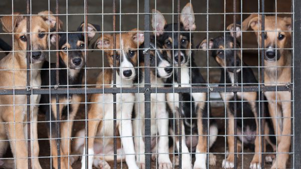 (Shutterstock/ File Photo)