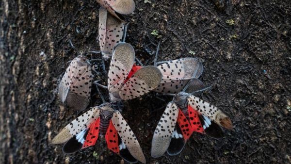 الفانوس المرقط - Lanternfly