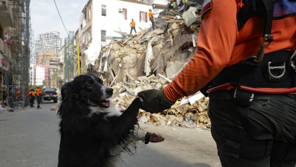 A sniffer dog used by Chilean rescuers on last night responded to a scent from the site of a collapsed building in the Gemmayzeh area, the city's governor told reporters at the scene.  JOSEPH EID / AFP