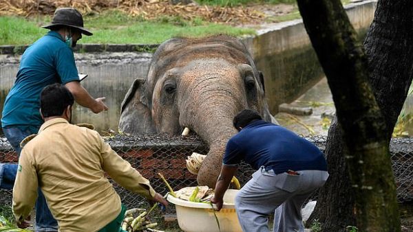 Local wildlife officials and veterinarians of Four Paws International, feed Kavaan, the elephant slated to be moved to a sanctuary in Cambodia after it became the subject of a high-profile rights campaign backed by music star Cher, in Islamabad. (AFP)