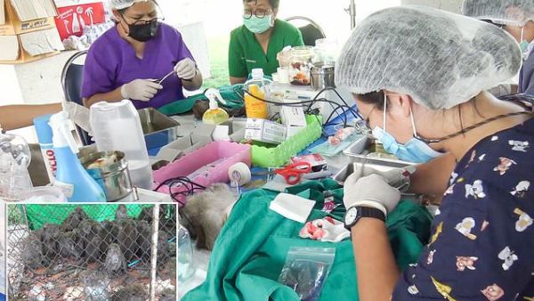  إخصاء 200 قرد بري في تايلند