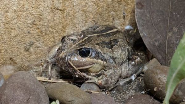 Crawling Toadlet  (Twitter)