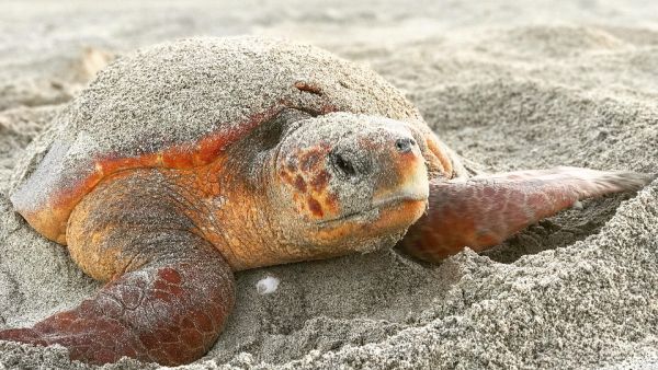A 30-Year Study on Oman’s Loggerhead Turtles Highlights Need for Urgent Additional Conservation Actions
