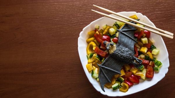 Dish Bat with Copy Space.  (Shutterstock/ File Photo)