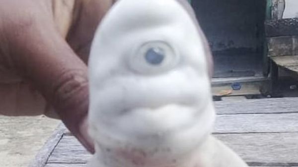 Cyclops baby albino shark (Twitter)