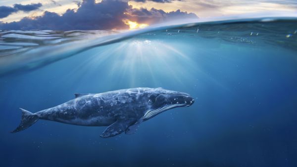 (Shutterstock/ File Photo)