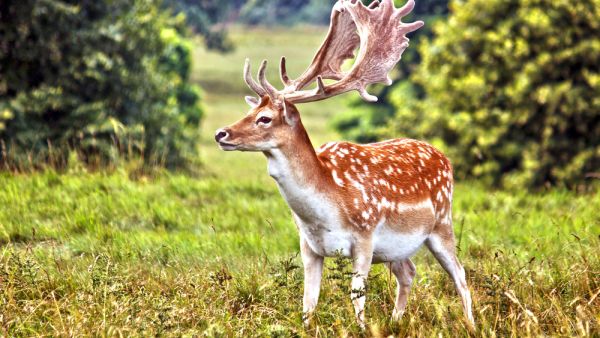 Fallow deer   (Shutterstock)	