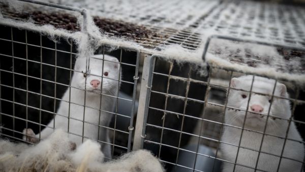 Mink look out from their cage at the farm of Henrik Nordgaard Hansen and Ann-Mona Kulsoe Larsen as they have to kill off their herd, which consists of 3000 mother mink and their cubs on their farm near Naestved, Denmark, on November 6, 2020. Denmark announced special restrictions for more than 280,000 people in the country's northwest after a mutated version of the new coronavirus linked to mink farms was found in humans. MADS CLAUS RASMUSSEN / Ritzau Scanpix / AFP