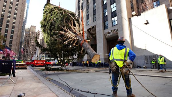 The Rockefeller Center Christmas Tree arrives at Rockefeller Plaza and is craned into place on November 14, 2020 in New York City. Cindy Ord/Getty Images/AFP Cindy Ord / GETTY IMAGES NORTH AMERICA / Getty Images via AFP