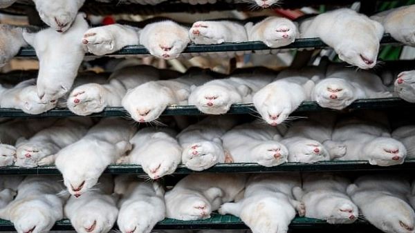 There is a 'very low' risk of a mink coronavirus emerging in the UK, Public Health England officials have said. Pictured above are dead mink in Denmark culled in response to the virus. AFP